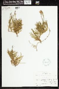 Media resource of Diphasiastrum angustiramosum