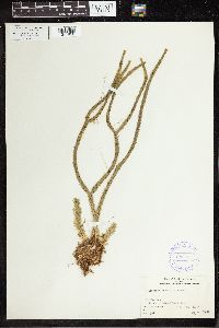 Phlegmariurus haeckelii image