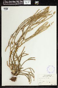 Phlegmariurus haeckelii image