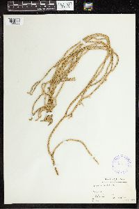 Phlegmariurus haeckelii image