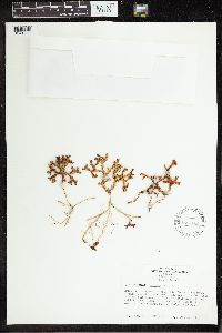 Thumbnail image of current specimen
