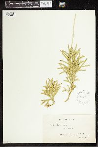 Thumbnail image of current specimen