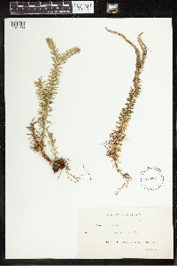 Phlegmariurus varius image