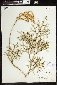 Thumbnail image of current specimen