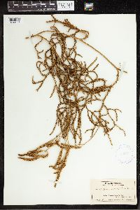 thumbnail image of current specimen