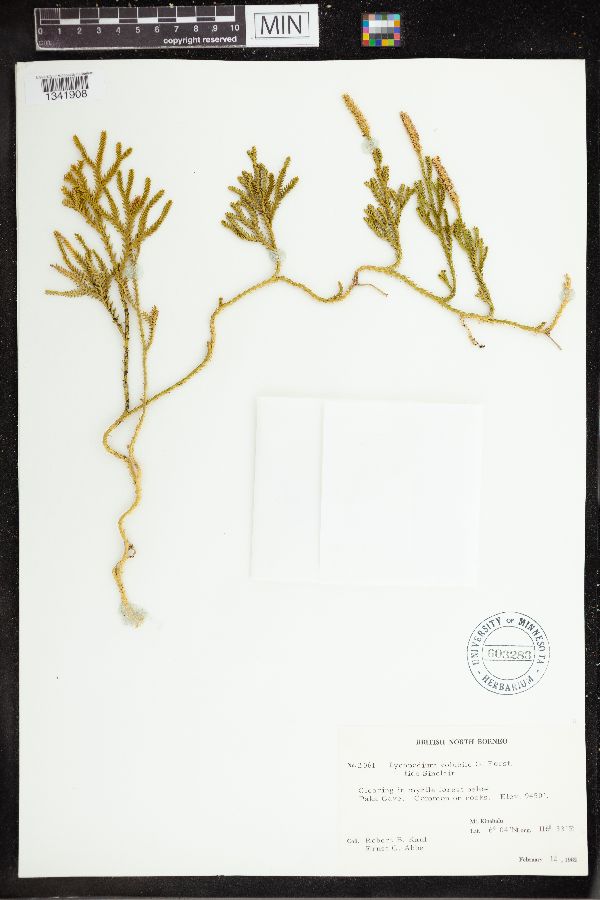 Pseudodiphasium volubile image