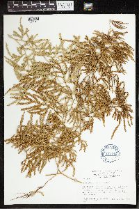 Pseudodiphasium volubile image