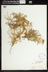 Pseudodiphasium volubile image