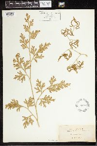 Pseudodiphasium volubile image