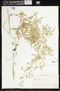 Pseudodiphasium volubile image
