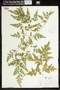 Thumbnail image of current specimen