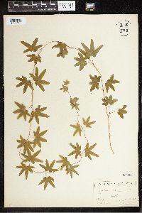 Thumbnail image of current specimen