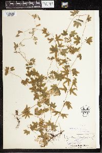 Thumbnail image of current specimen