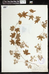 Thumbnail image of current specimen