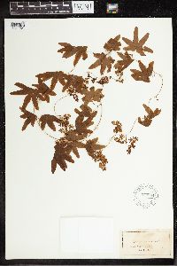 Thumbnail image of current specimen