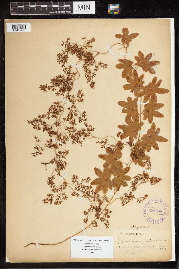 Lygodium palmatum image