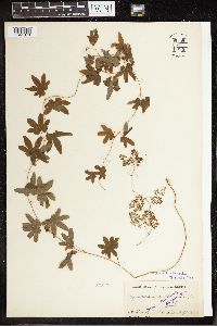 Thumbnail image of current specimen