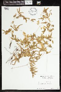 Thumbnail image of current specimen