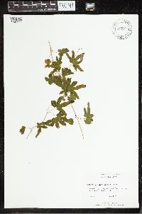 Thumbnail image of current specimen