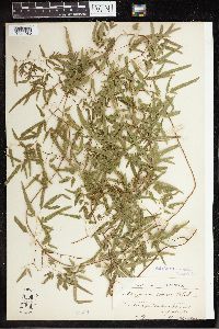 Thumbnail image of current specimen