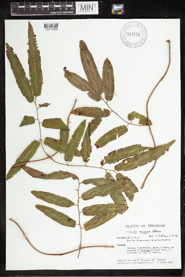 Lygodium micans image