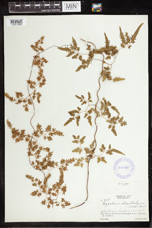 Lygodium oligostachyum image