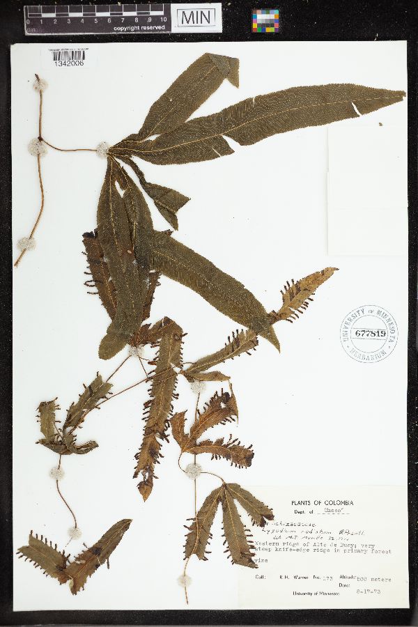 Lygodium radiatum image