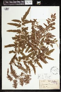 Thumbnail image of current specimen