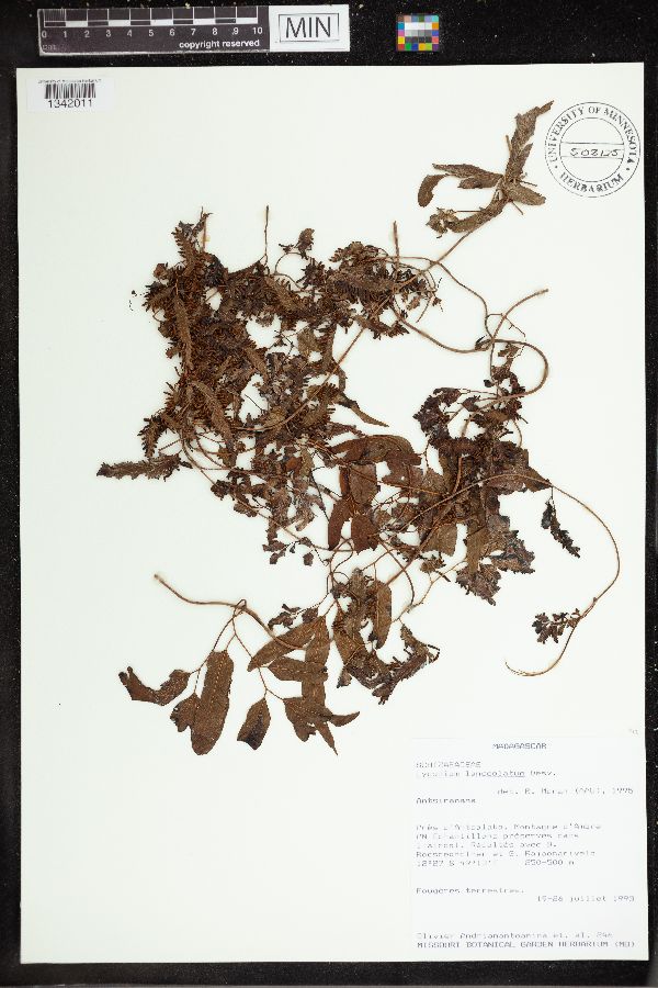 Lygodium lanceolatum image