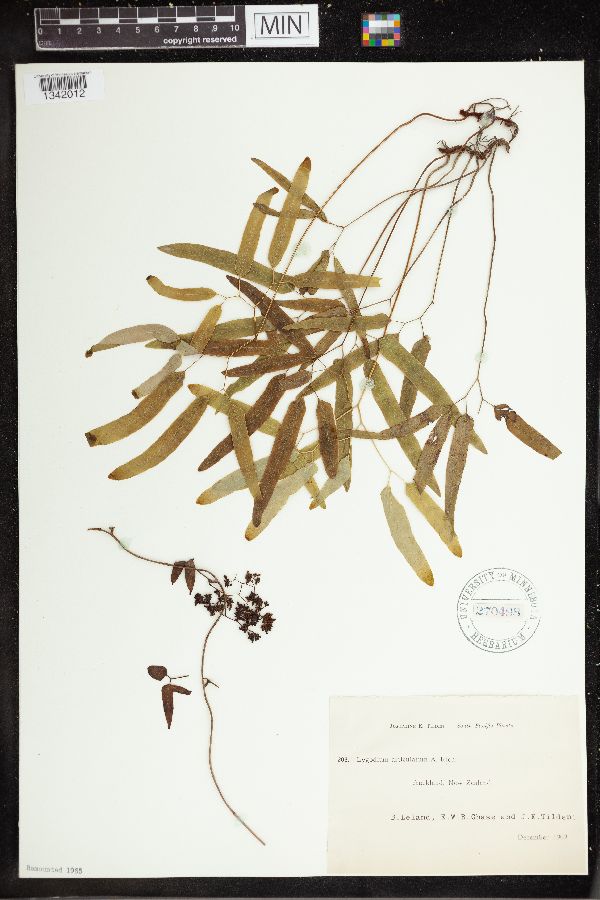 Lygodium articulatum image