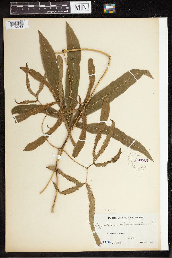 Lygodium circinatum image