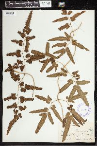 Thumbnail image of current specimen