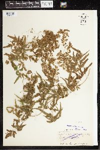 Thumbnail image of current specimen