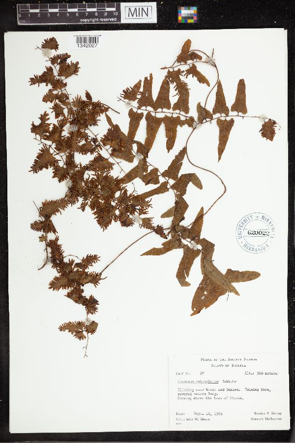 Lygodium reticulatum image