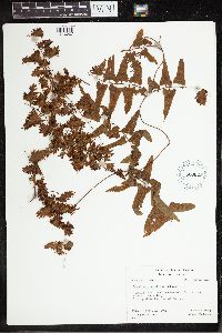 Thumbnail image of current specimen