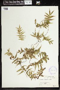 Lygodium reticulatum image