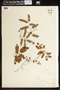 Lygodium reticulatum image