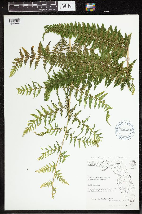 Macrothelypteris torresiana image