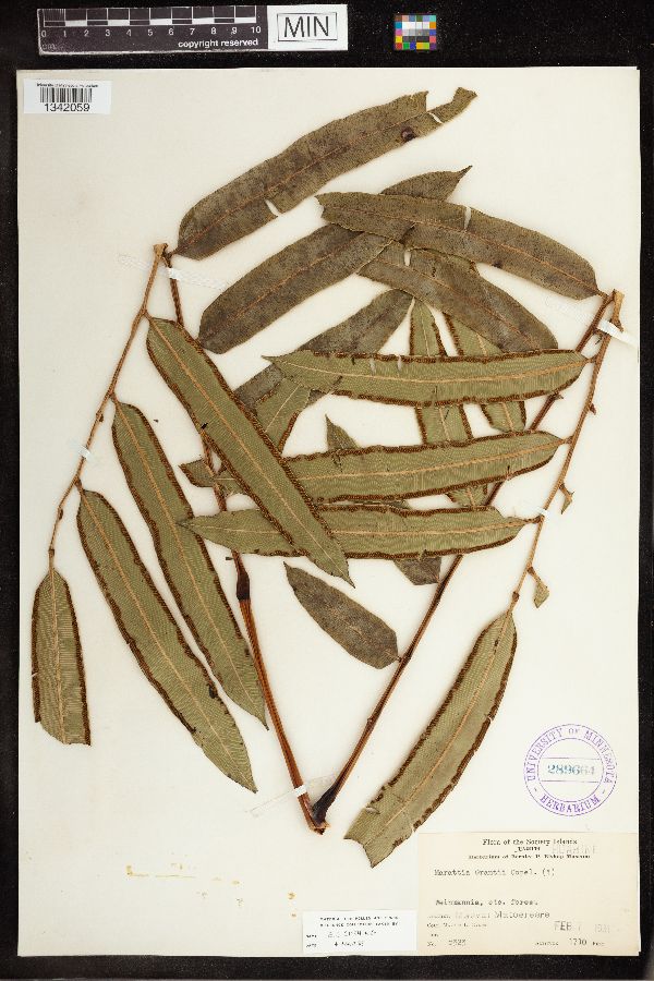 Marattia grantii image