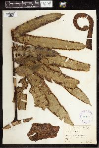Marattia grantii image