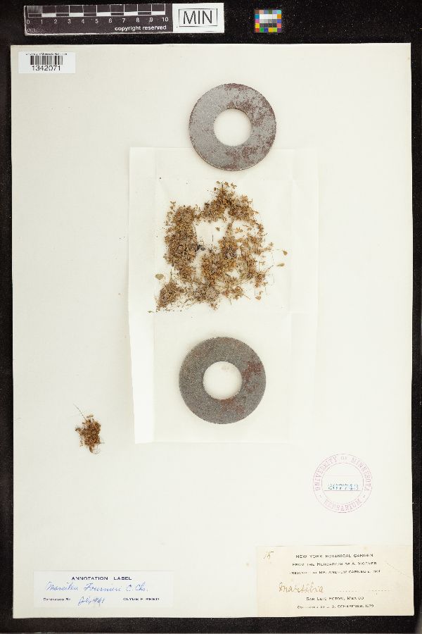 Marsilea fournieri image