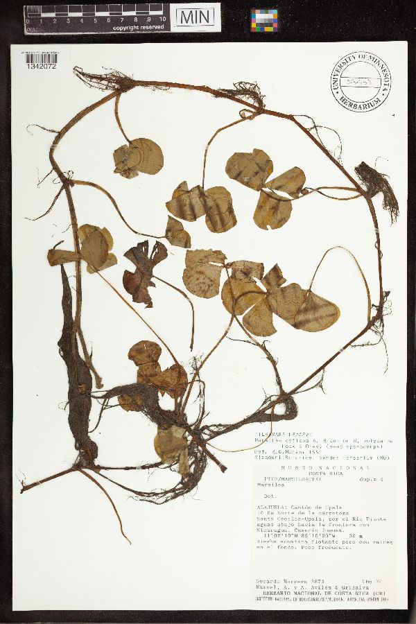 Marsilea deflexa image