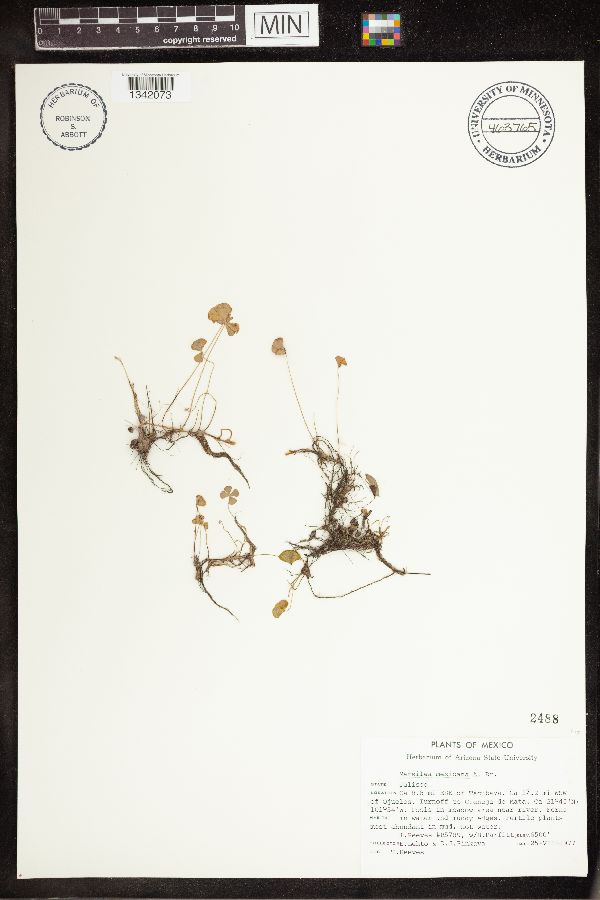 Marsilea ancylopoda image