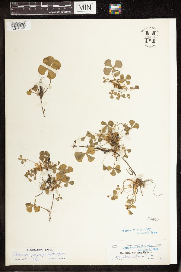 Marsilea polycarpa image