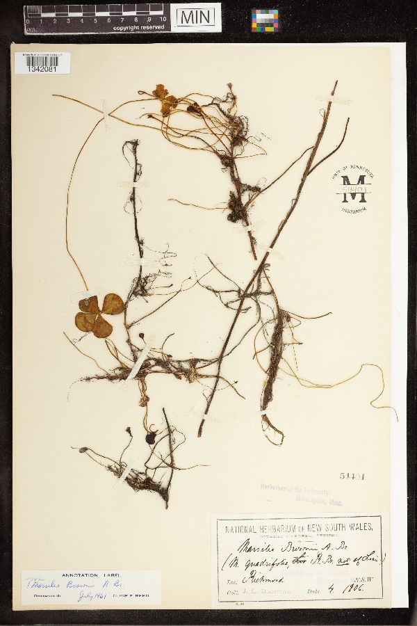 Marsilea brownii image