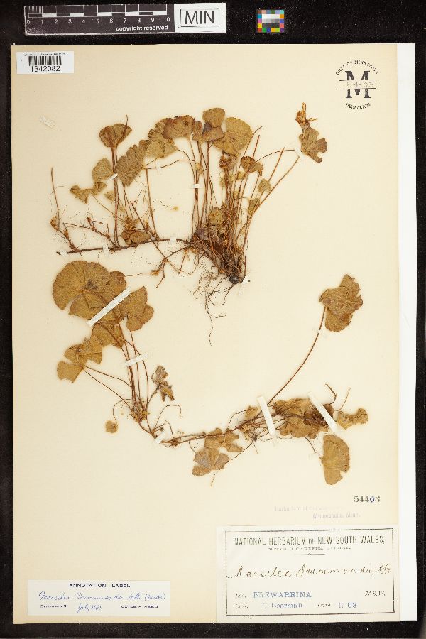 Marsilea drummondii image