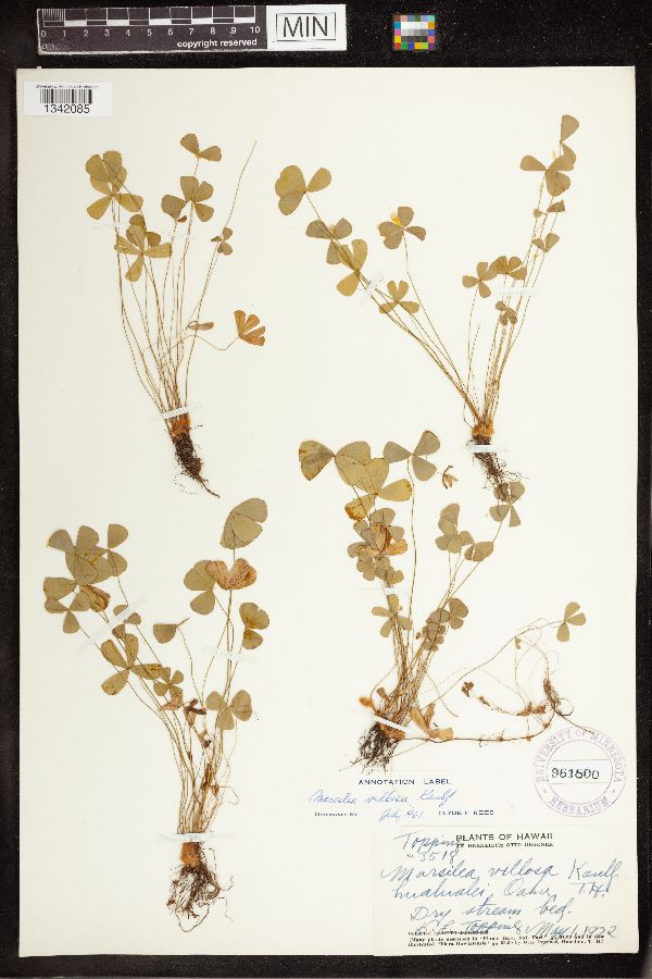 Marsilea villosa image