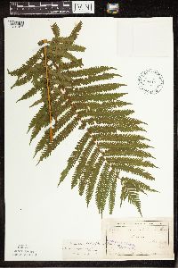 Thumbnail image of current specimen