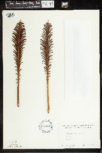 Matteuccia struthiopteris image