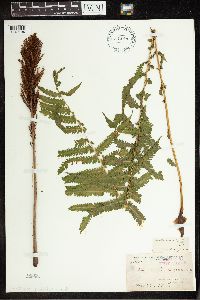 Matteuccia struthiopteris image